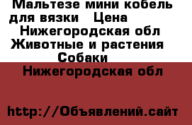 Мальтезе мини кобель для вязки › Цена ­ 4 500 - Нижегородская обл. Животные и растения » Собаки   . Нижегородская обл.